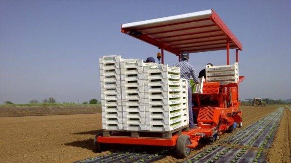 transplanter FPC Ferrari